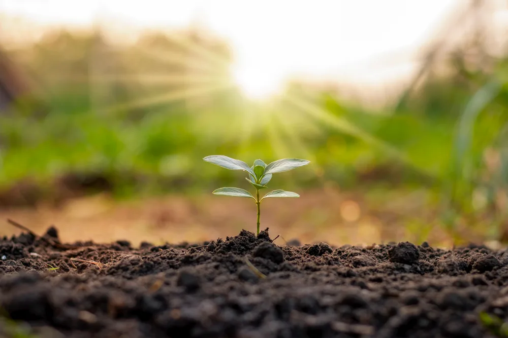 Quais Plantas para Dentro de Casa usar? 1 plantas jardim