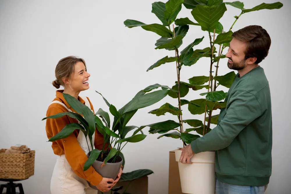 Quais Plantas para Dentro de Casa usar? 4 plantas perenes